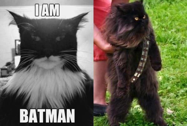 Chat Batman Versus Chat Chewbacca Chat Batman Versus Chat Chewbacca