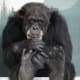 Gordo Chimpanzee