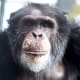 Terry Chimpanzee