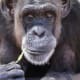 Jody Chimpanzee (in memorium)