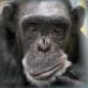 Rayne Chimpanzee