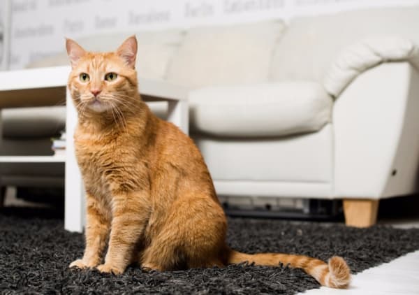 How Many Cats Do You Have In Your Household Cat Friendly Homes