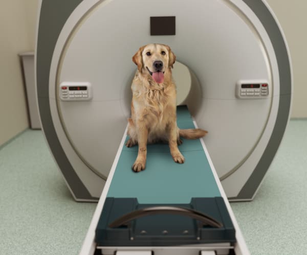 Average Cost Of An Mri Scan For A Dog Or Cat 2020 Nimblefins