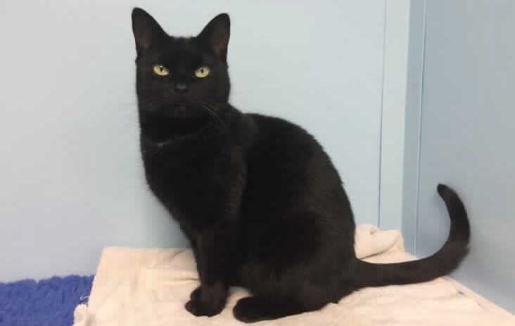 How Much Does It Really Cost To Keep A Cat For Its Entire Life