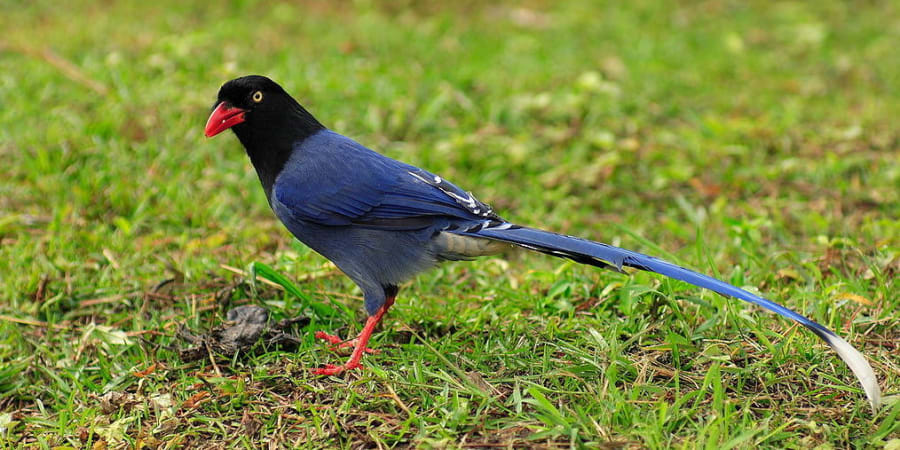 Taiwan Blue Magpie Quiz C S W D