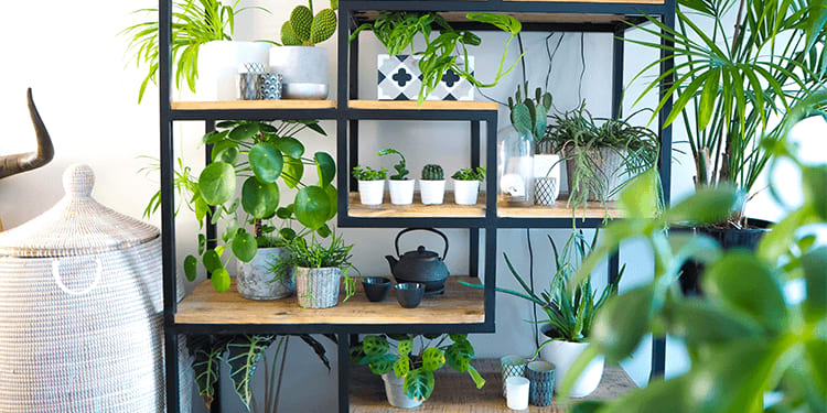 Find A Houseplant To Match Your Personality Summerwinds Ca