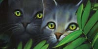 Who Would Your Warrior Cats Mate Be Warrior S Wish