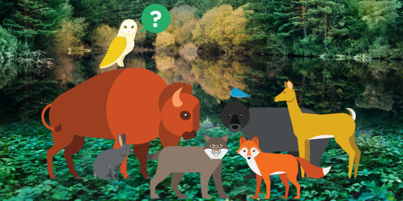 The Spirit Animal Quiz That Says A Lot About Your Personality