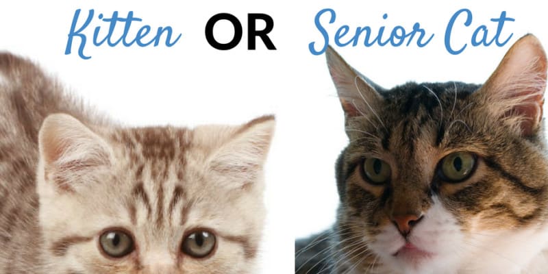 Quiz What Type Of Cat Are You Cat Friendly Homes