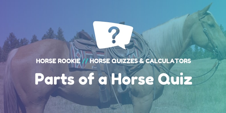 15 Parts Of A Horse Can You Name Them All Fun Quiz