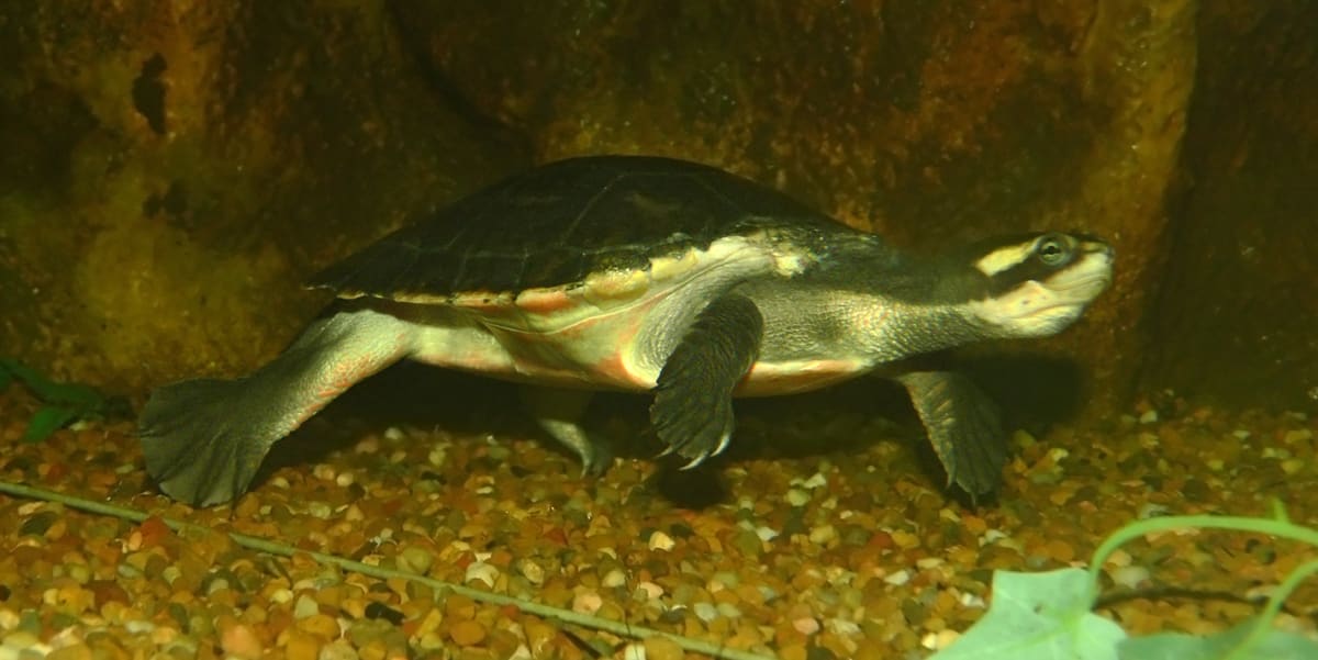 pinkbellied sidenecked turtle quiz  cswd