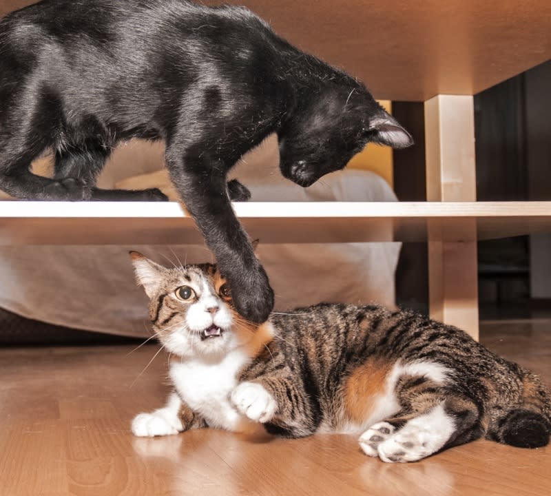 List 4 Questions Cat Friendly Homes
