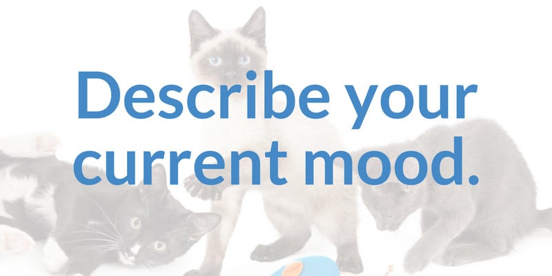 Describe Your Current Mood Cat Friendly Homes