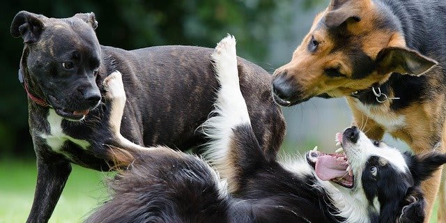 Gratis Welke Hond Past Bij Mij Test Geen Persoonlijke Gegevens Nodig