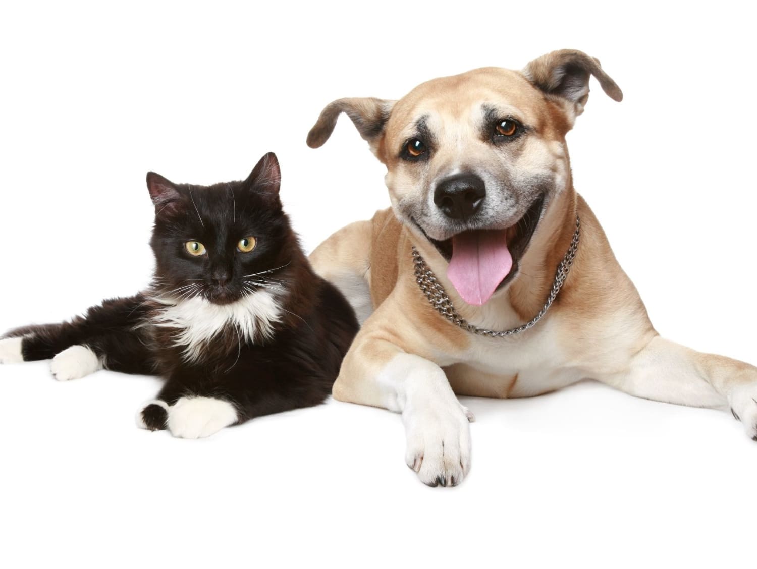 Celebrity Pet Quiz Cat Person Or Dog Person