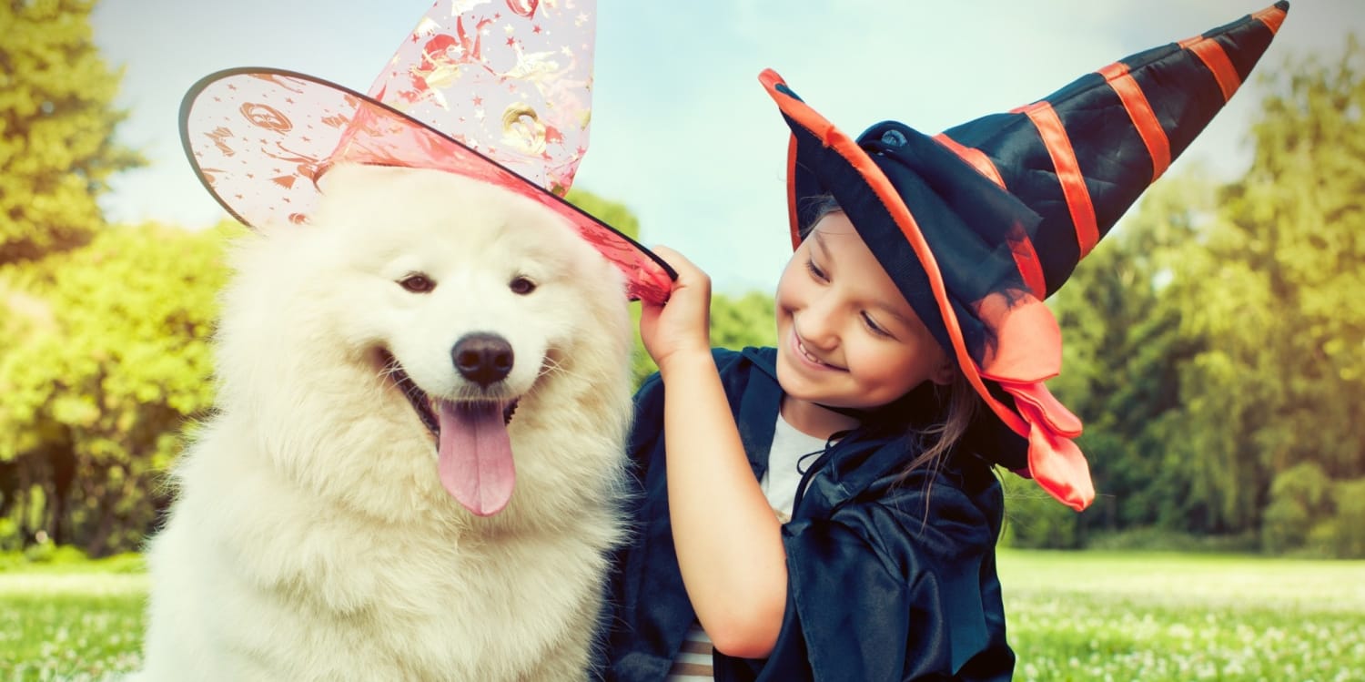 Quiz What S The Perfect Halloween Costume For Your Dog The Dog Blog