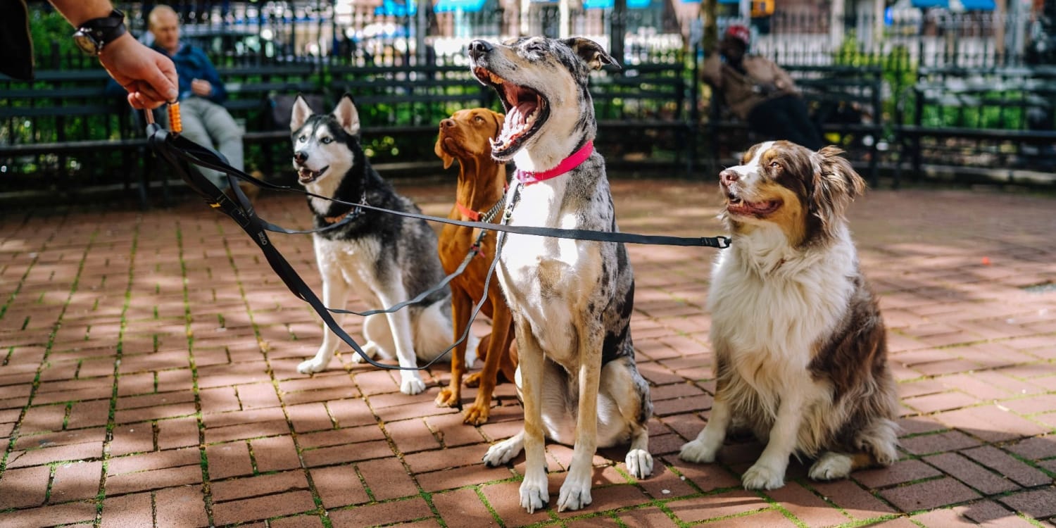Welcher Hundetyp Passt Am Besten Zu Dir