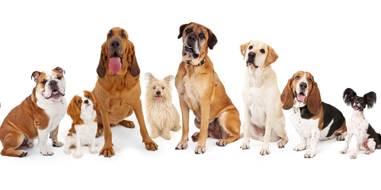 dog breed selector