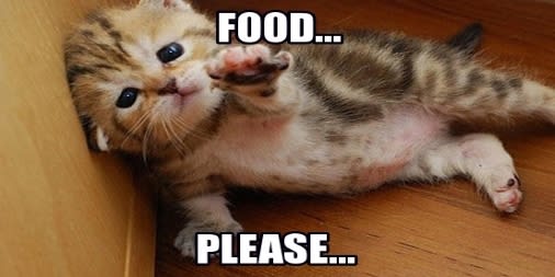 Quotes About Hungry Cats 24 Quotes