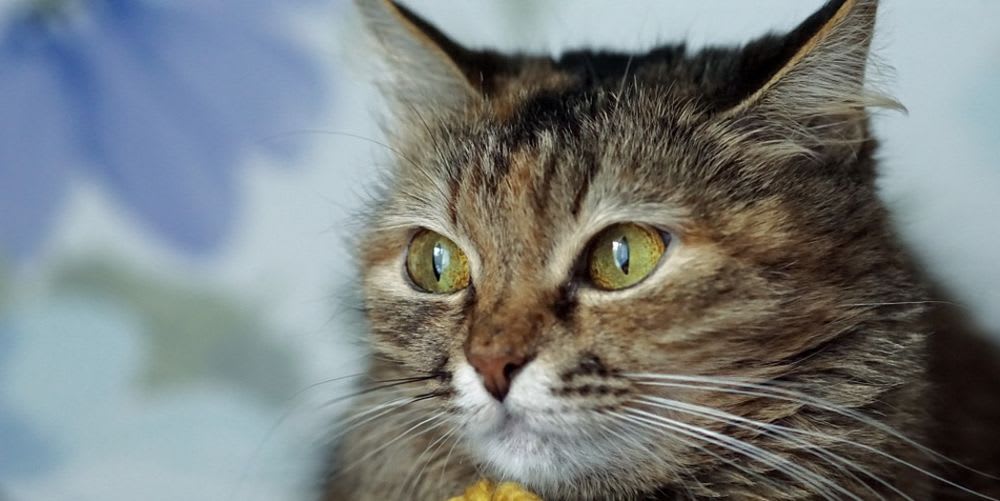 Quiz Time What Cat Species Should You Get