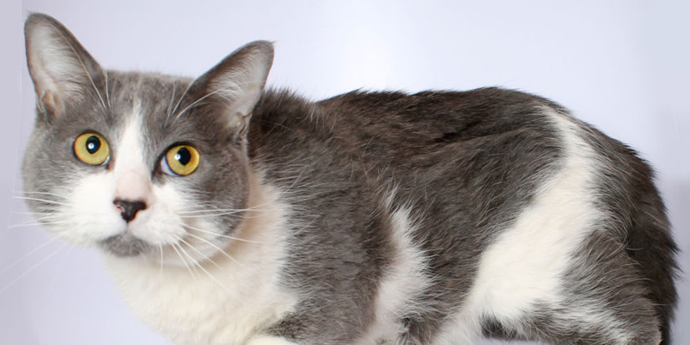 Which Breed Of Cat Are You