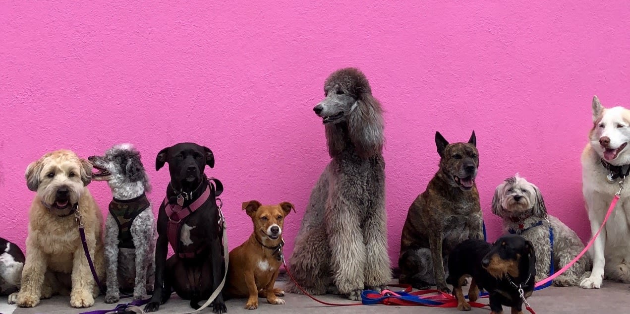 which dog fits your personality quiz