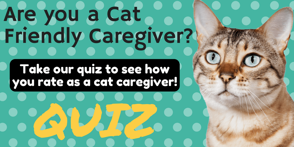 Are You A Cat Friendly Caregiver