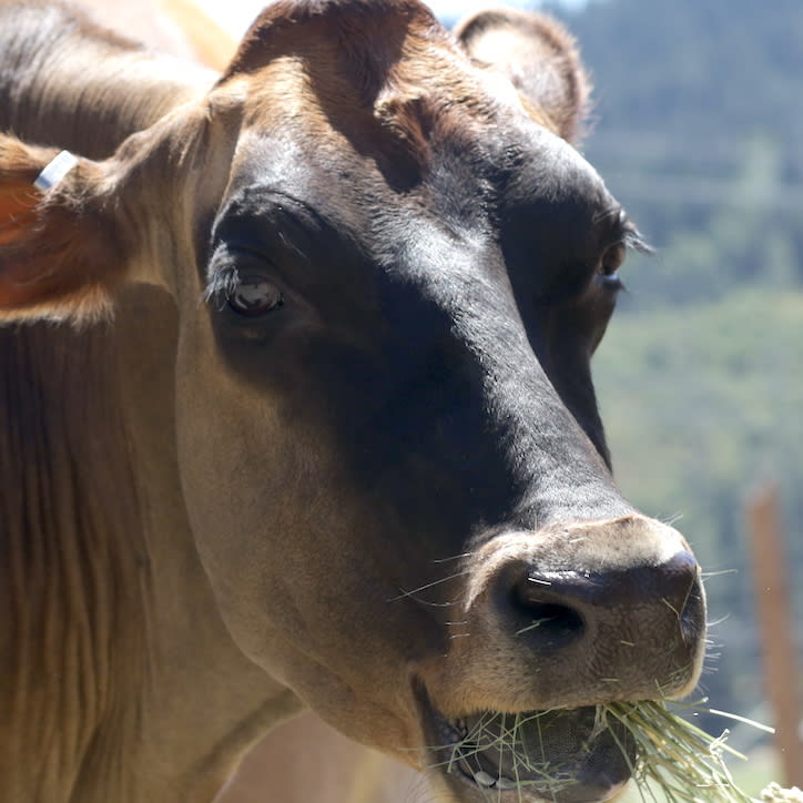 Betsy Cow