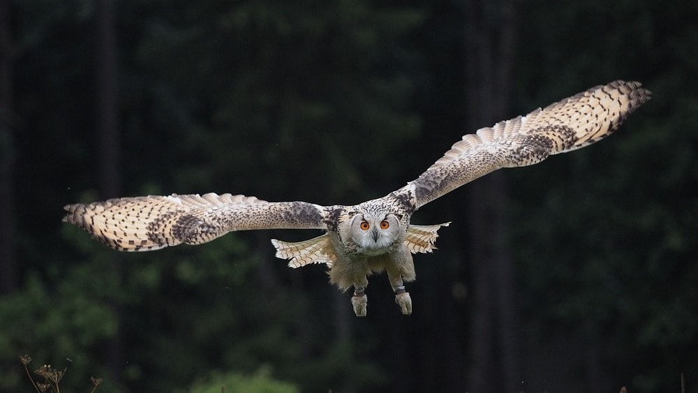 bird-3652358_1280
