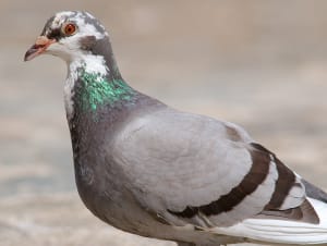 Pigeon
