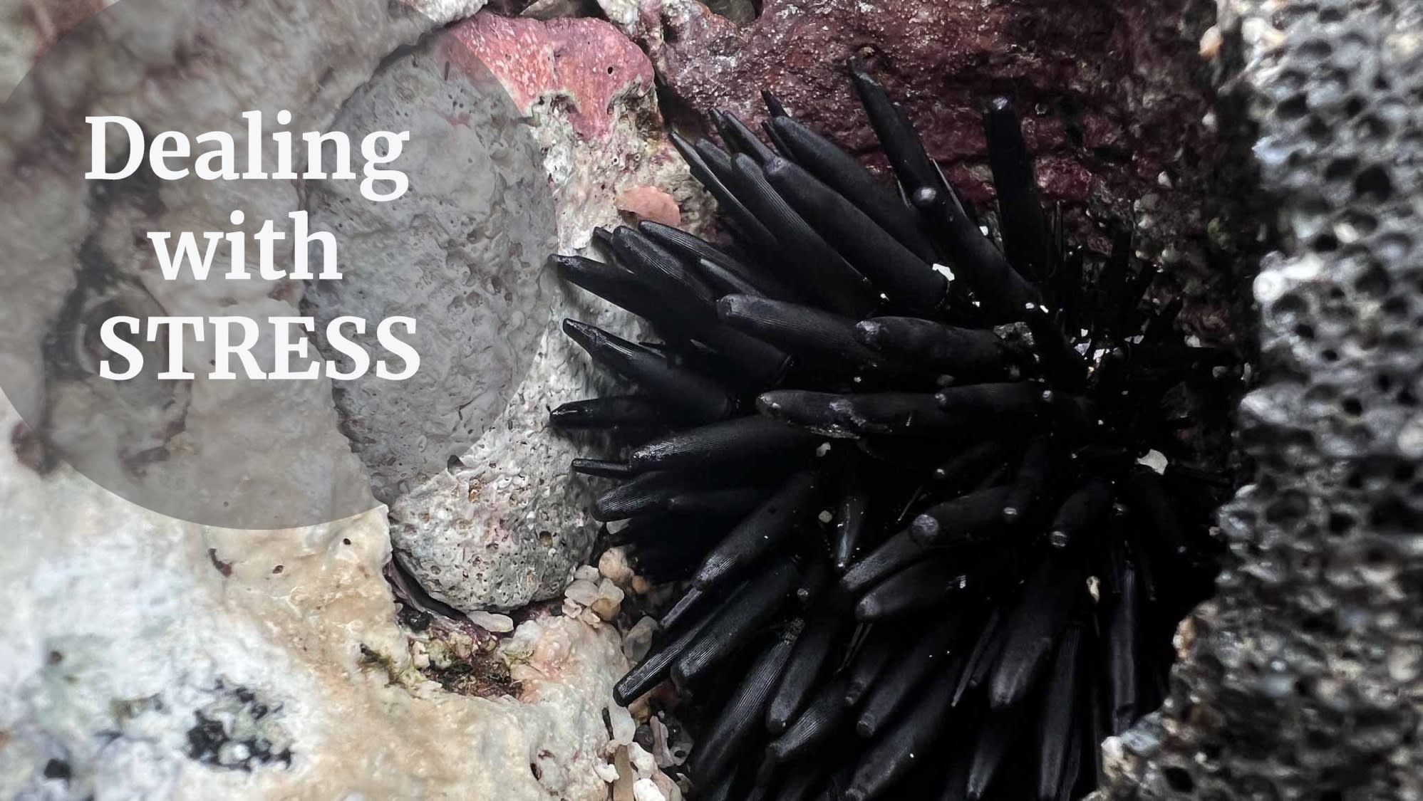 dealing with stress