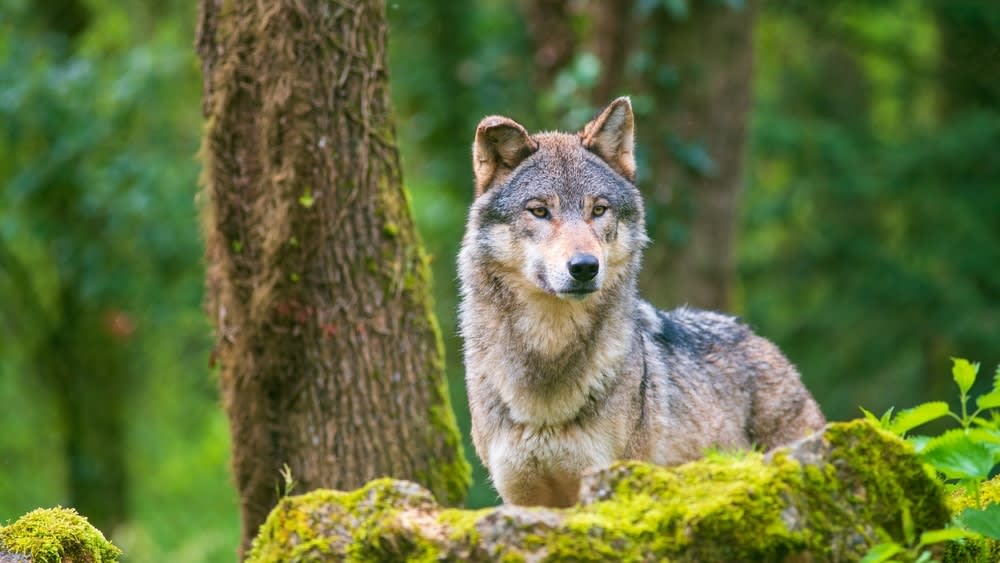 shutterstock_2489503345