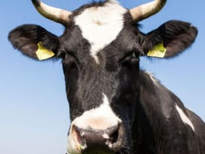 Vache
