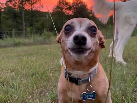 Oscar