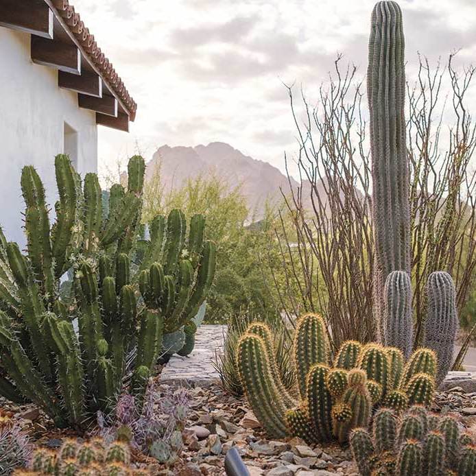 featPHG0526_Desert01