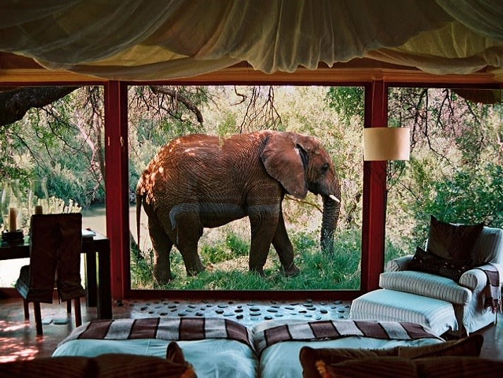 Makanyane Safari Lodge Elephant From Room View