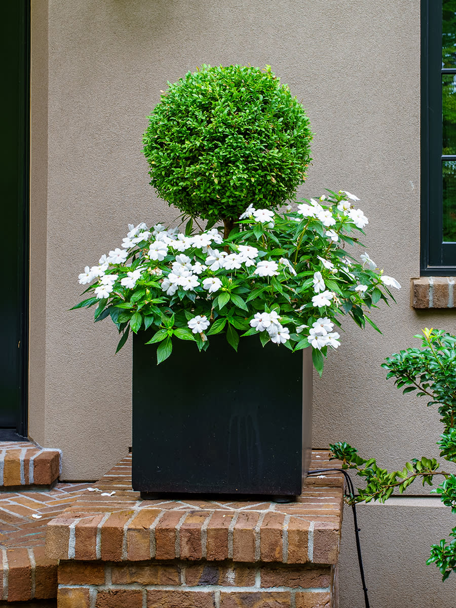 traditional-container-gardens-with-topiary
