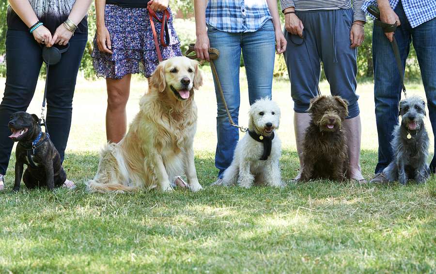 bigstock-Group-Of-Dogs-With-Owners-At-O-96550604