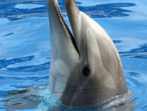 Dauphin