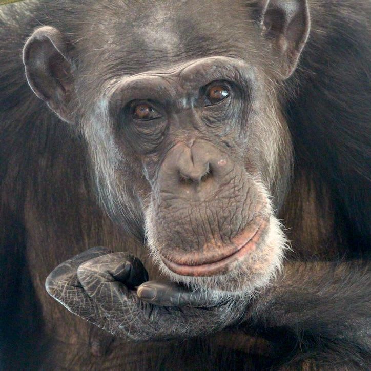 Honey B Chimpanzee