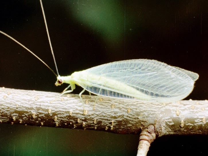 A long, light green lacewing insect with large transparent wings and long antennae on a twig