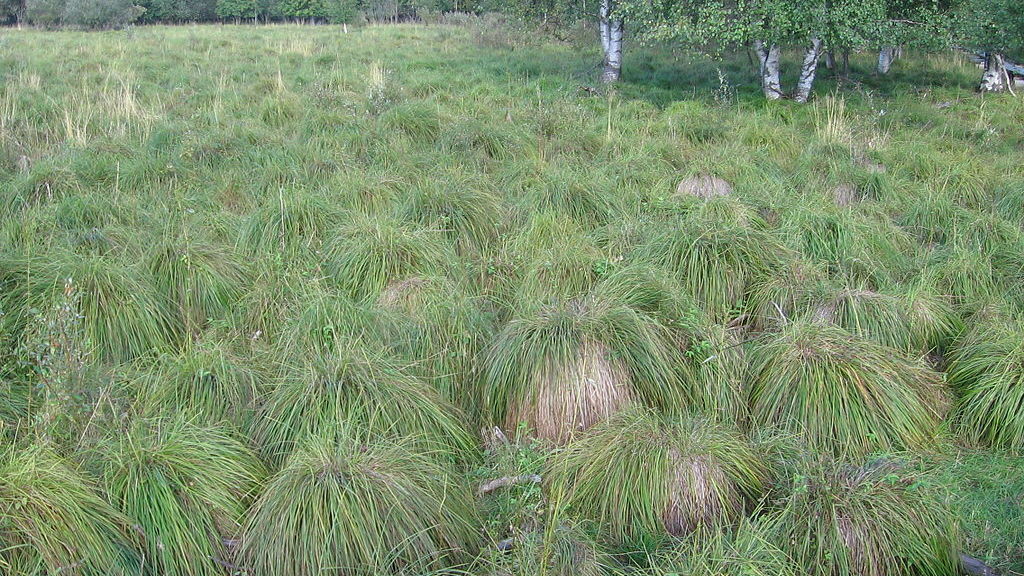 tarnamättad väljal