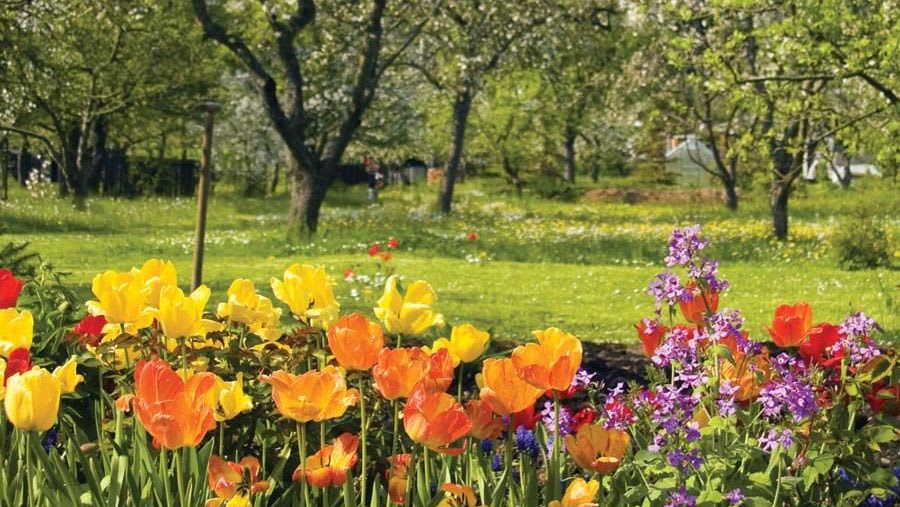 Spring-flowers-fruit-trees-bloom