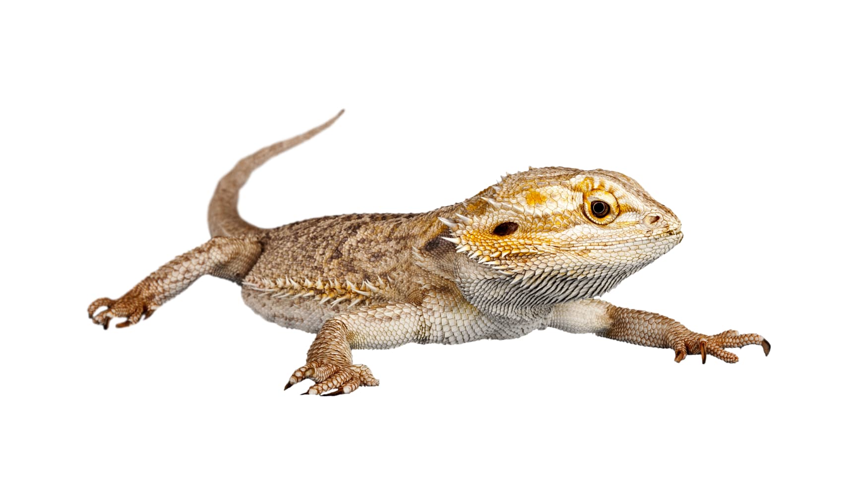 Animal - Lizard