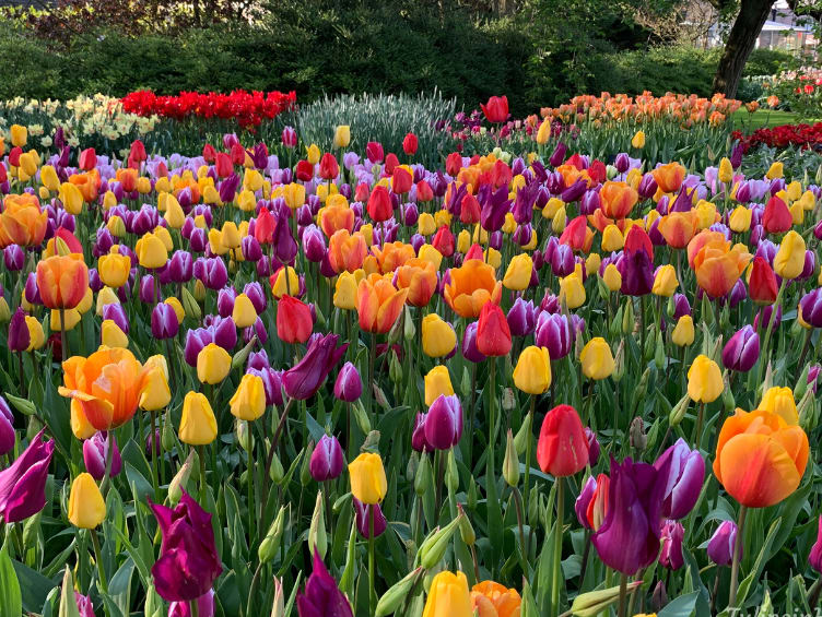 tulip-garden-near-me-b