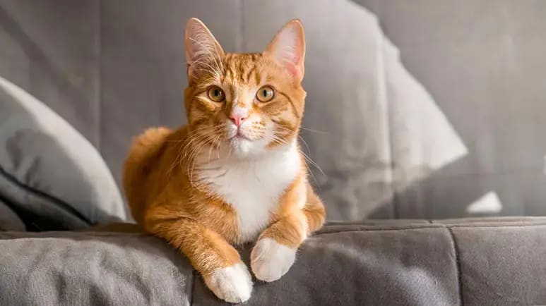 2023-05-16-friendliest-cats