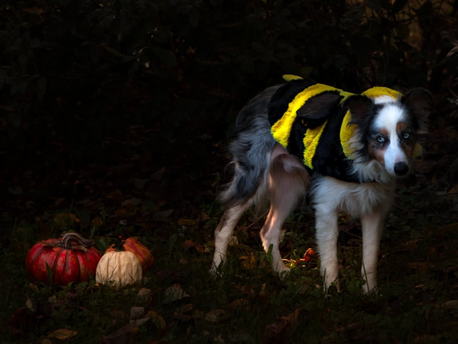 Silas- Senior dog category