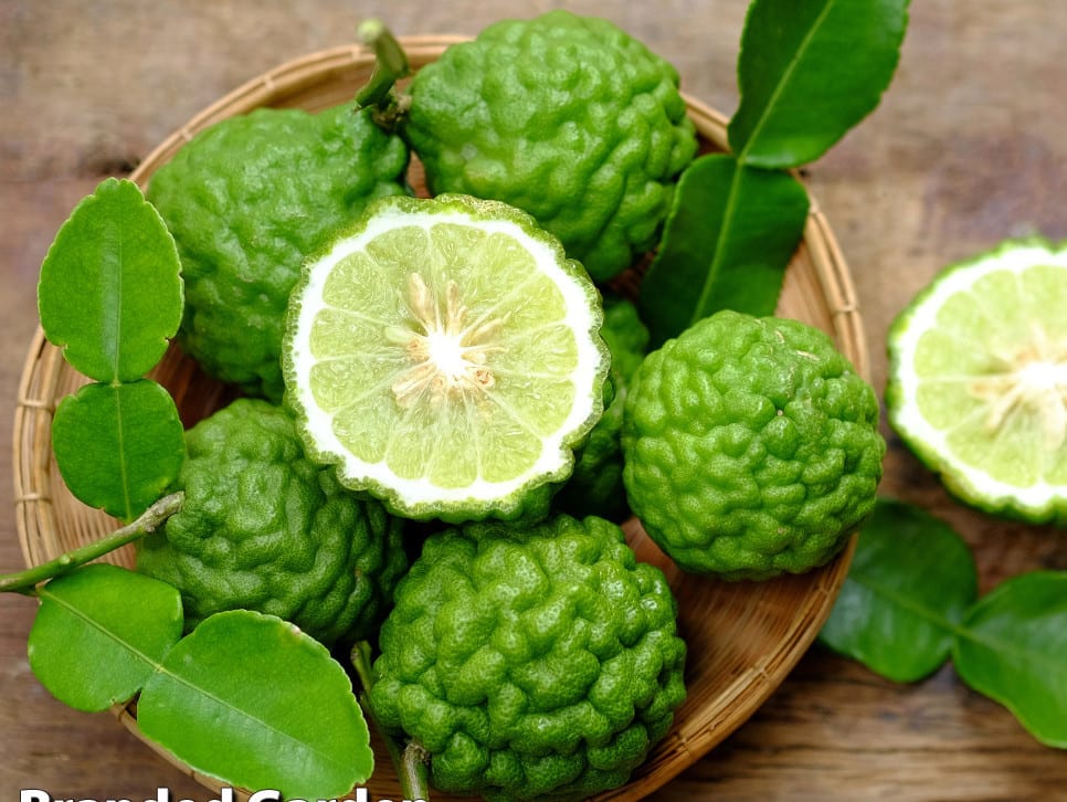KAFFIRLIME-KC5365-A