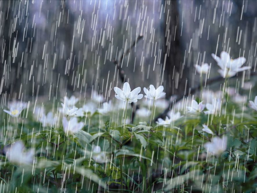 __opt__aboutcom__coeus__resources__content_migration__mnn__images__2017__03__raindrops-plants-smell-57c4545c1bb844c0a2cd7e0252cf6d2f