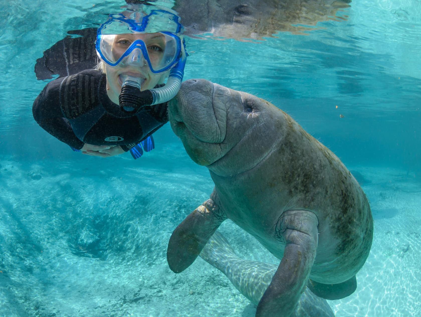 Manatee-and-Swimmer_1059925dafc489659acd47a728e6733c